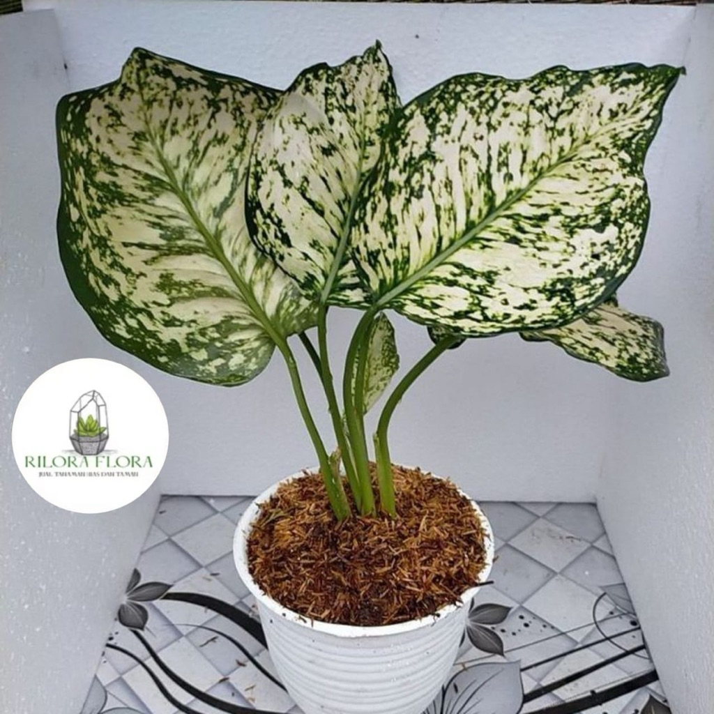 Tanaman hias aglonema dut white - Pohon aglonema dut white