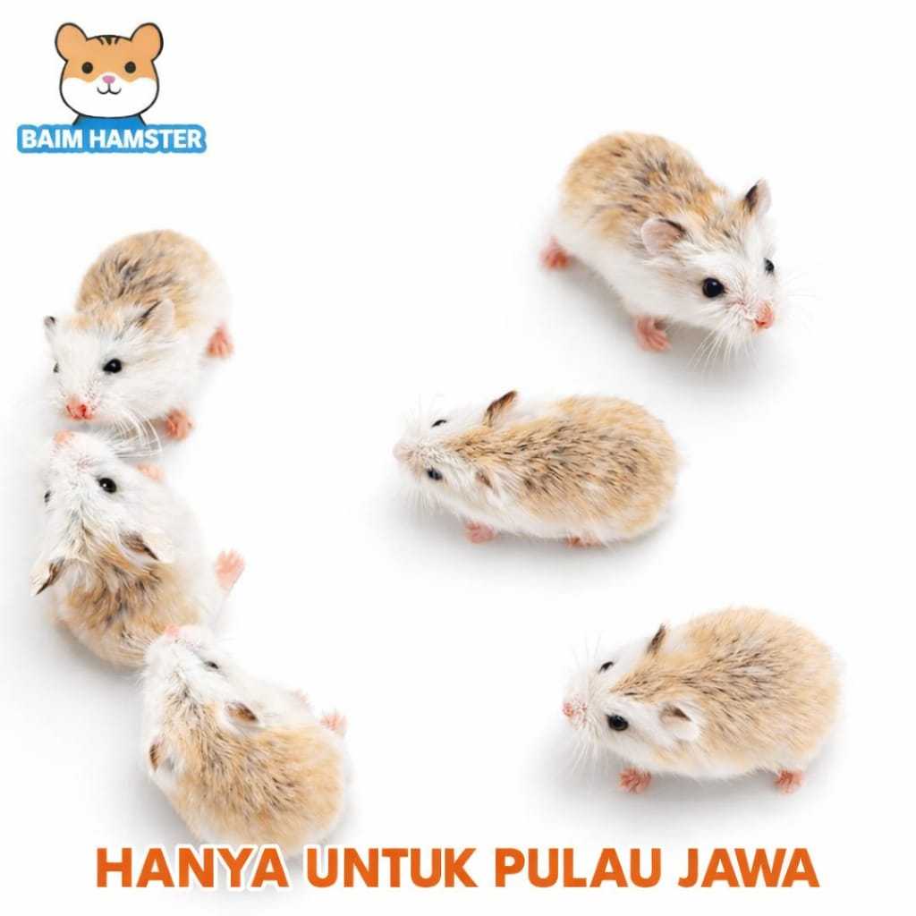 Sepasang Hamster Roborovski ( KIRIM INSTAN )