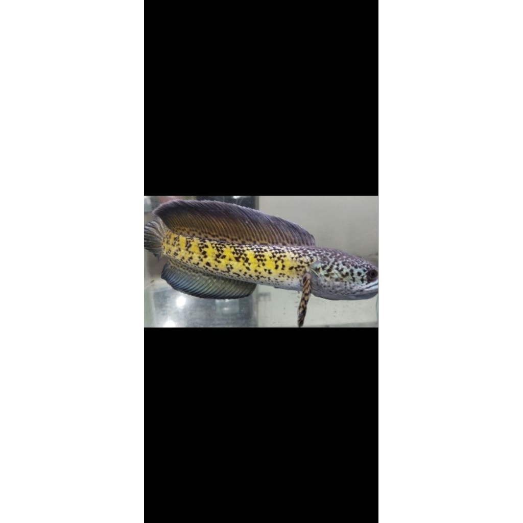 patung auranti WC grade A 5-6cm dan 8-10cm