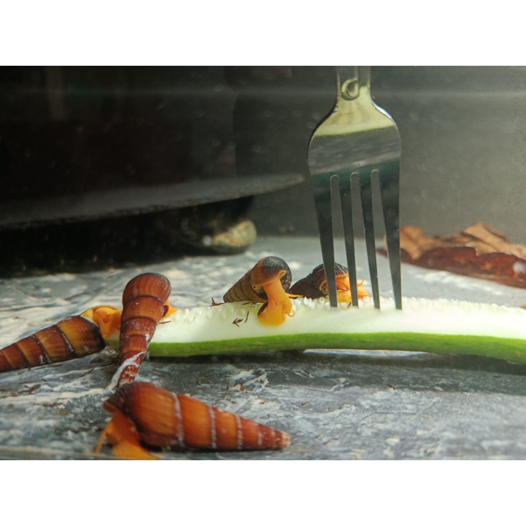 Keong Sulawesi Rabbit Snail Orange