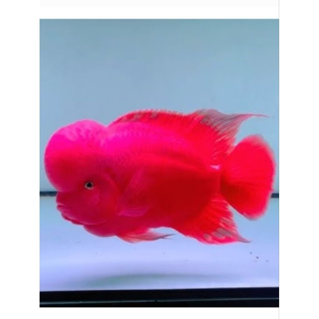 Burayak Louhan SRM Super Red Monkey Thailand, Warna Merah Menawan, Asli Thailand, Kualitas Unggulan