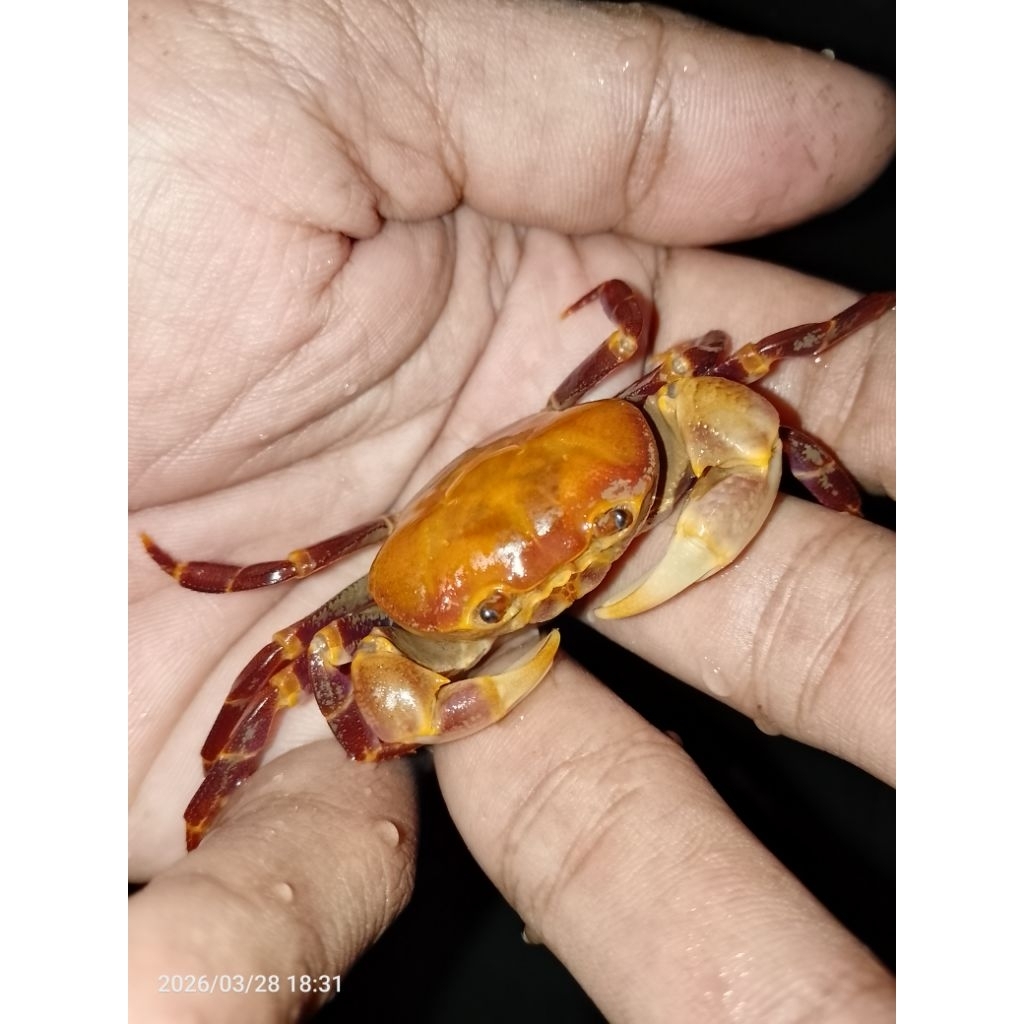 Kepiting hias full air tawar Terrathelphusa Kuhlii crab /kepiting jinak
