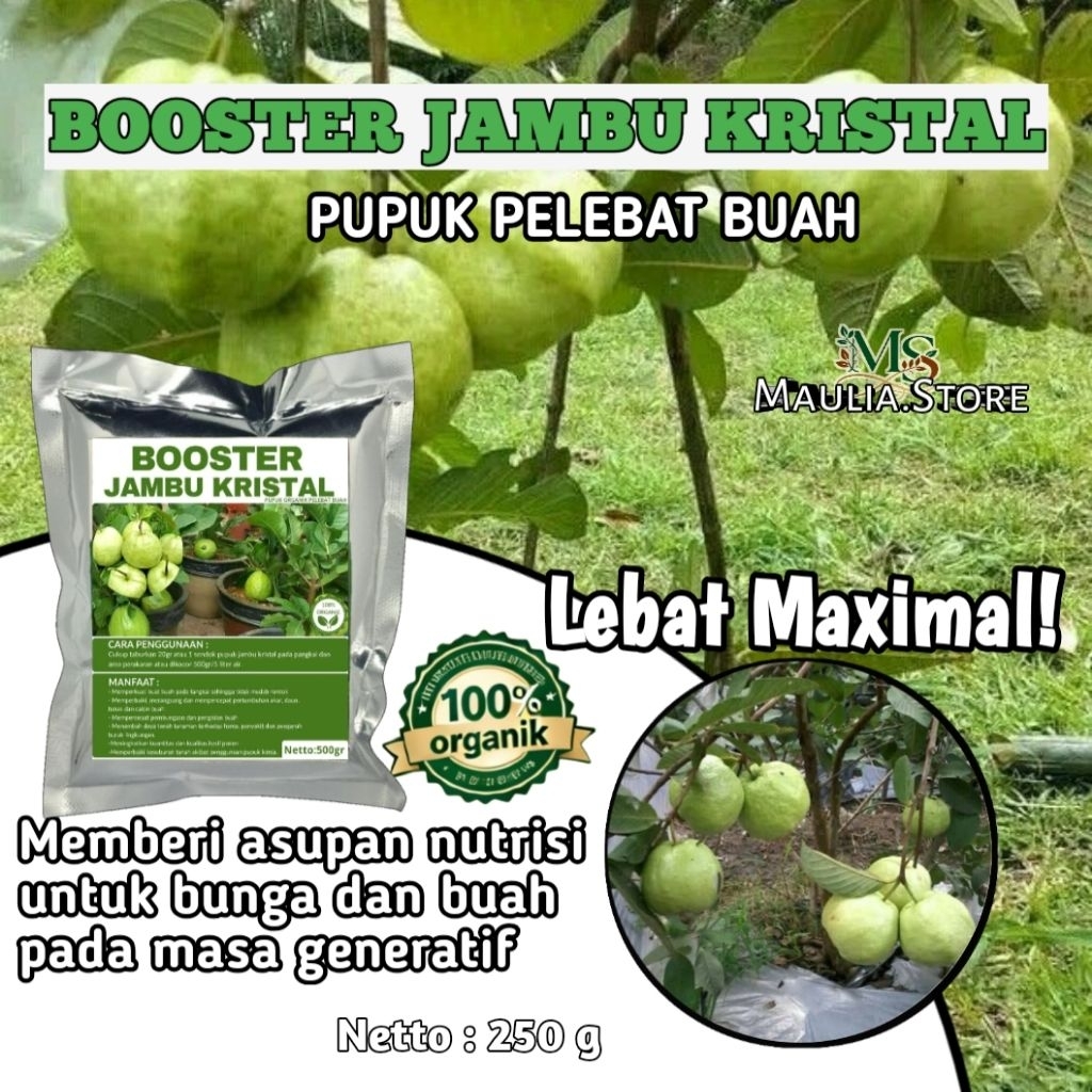 Pupuk Booster Jambu Kristal Pupuk Khusus Buah Jambu Kristal berbuah lebat