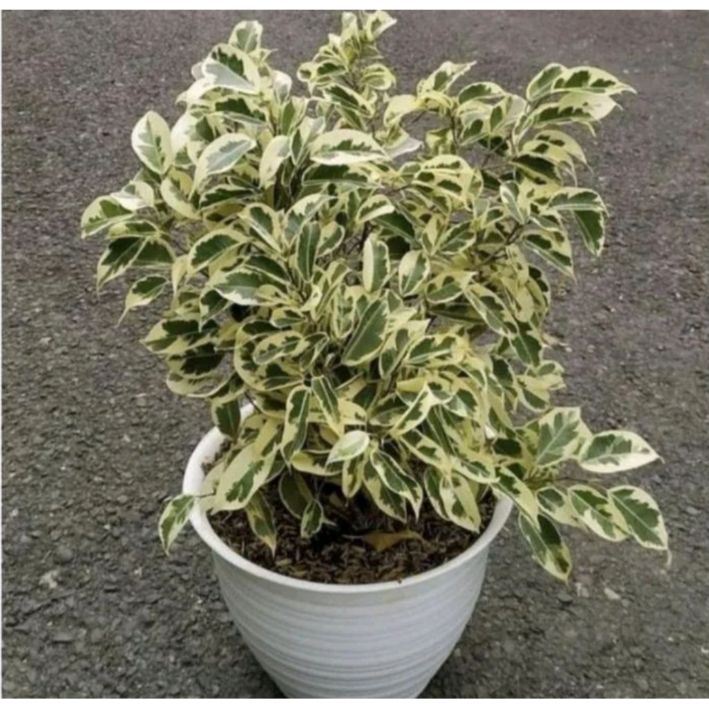 Pohon Beringin Korea Varigata/ Tanaman Hias Varigata/ Pohon Bahan Bonsai Beringin Korea Varigata Rim