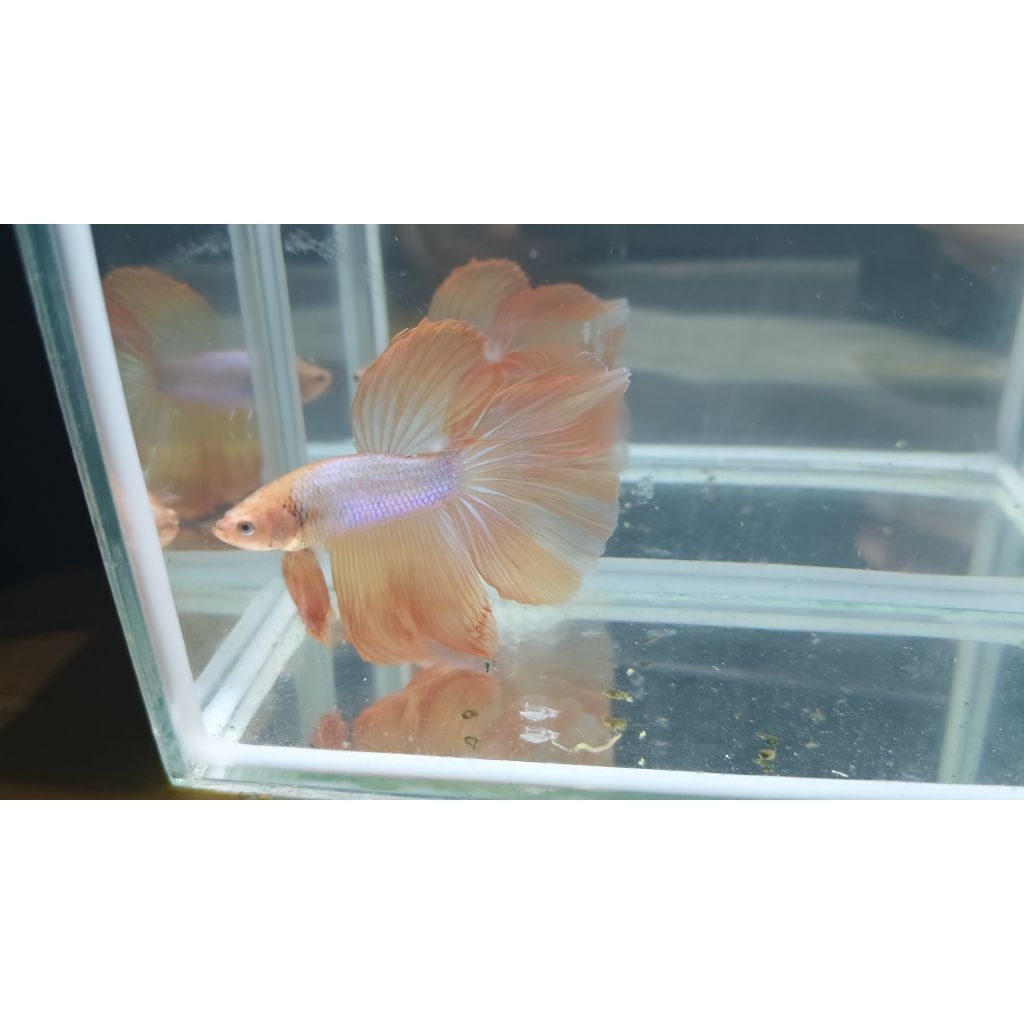 Ikan Cupang Halfmoon xl jumboo  - Jantan