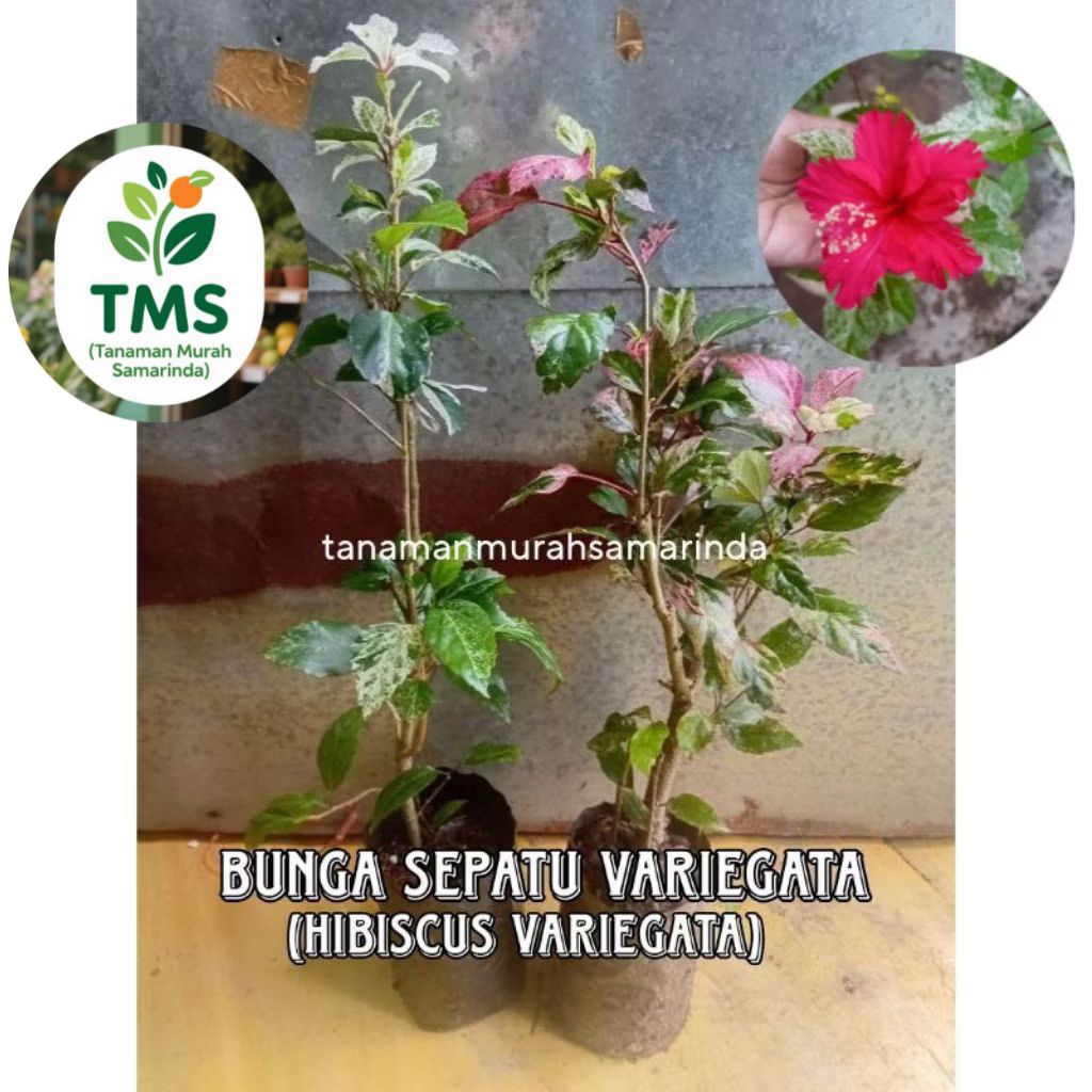 TMS~ Bunga Sepatu variegata kembang sepatu varigata putih kembang sepatu varigata merah