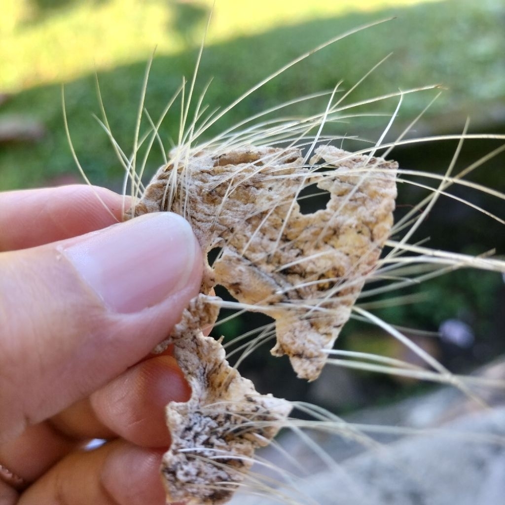 Kulit bolandoh kebo landoh bule