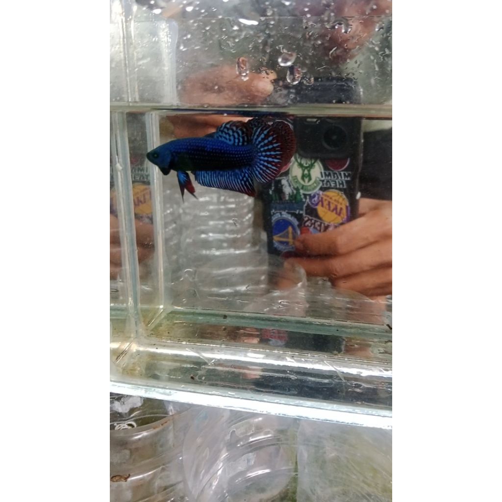 MINIATUR/UMPAN IKAN MALE/FEMALE HIASAN AQUARIUM WILD BETTA ALIEN BLUE/GREEN