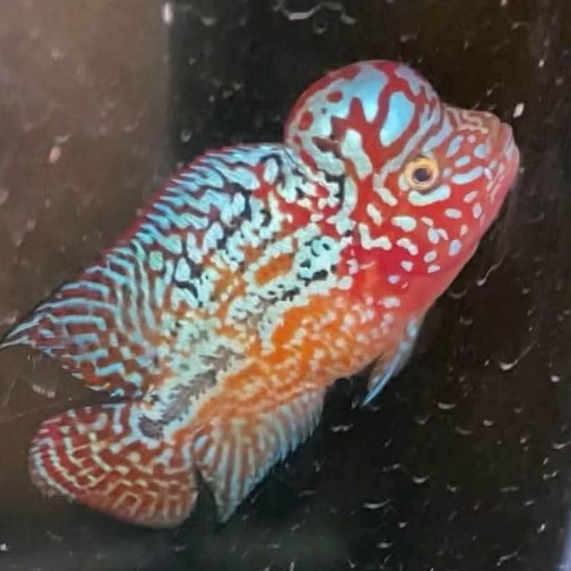 burayak louhan kamfa f2 gen super red ukuran 2-5cm