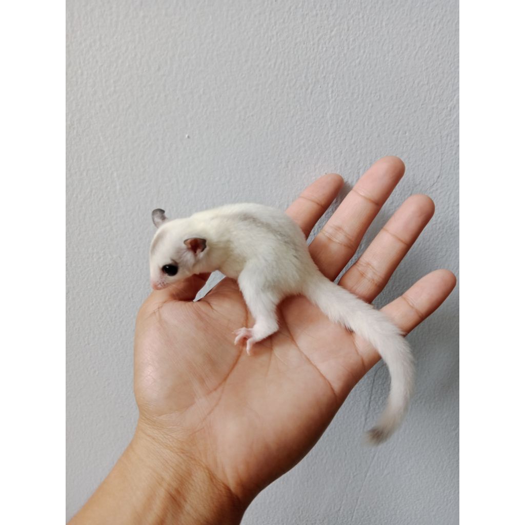 Sugar glider TPM Joey True platinum mosaic