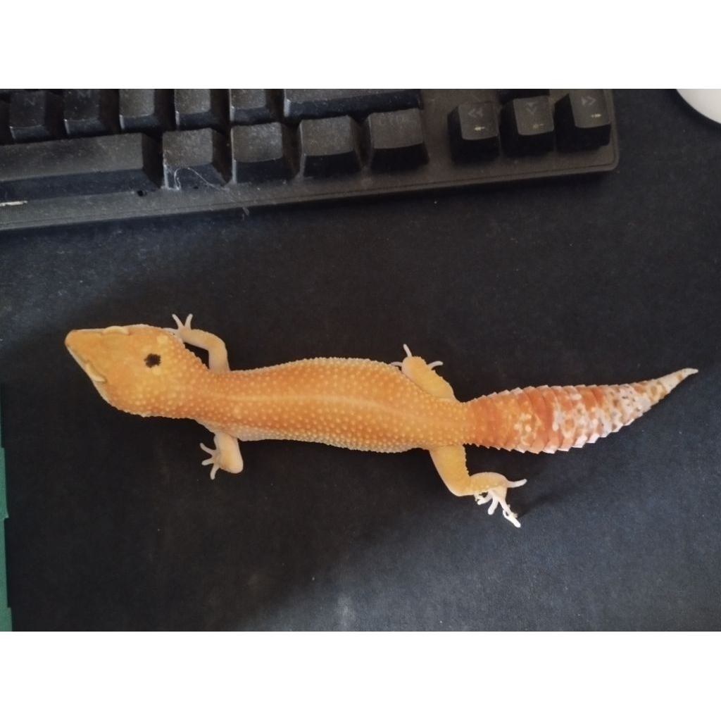 MAINAN LEOPARD GECKO SHTCTB HET ECLIPSE TREMPER POSS WY FEMALE DEWASA JUMBO FREE KECOA TURKISH