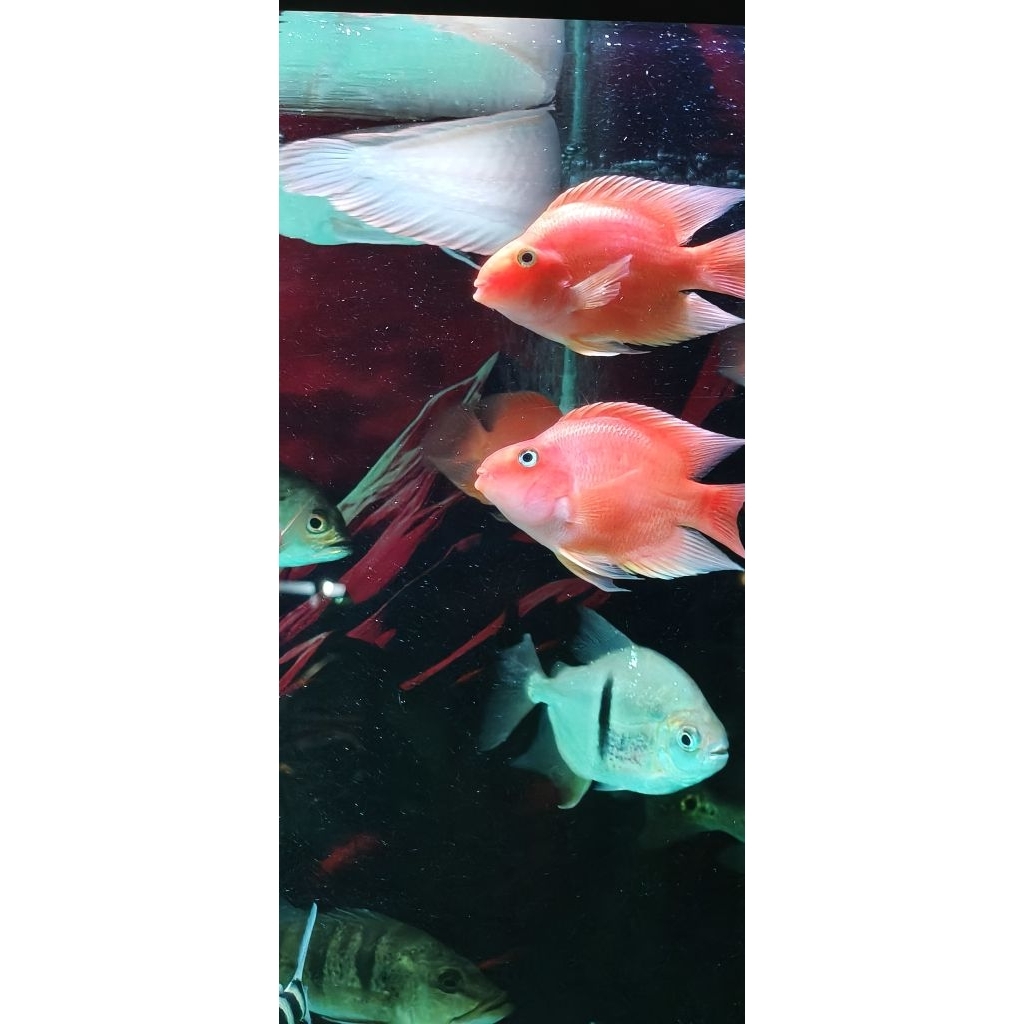 ikan red parrot