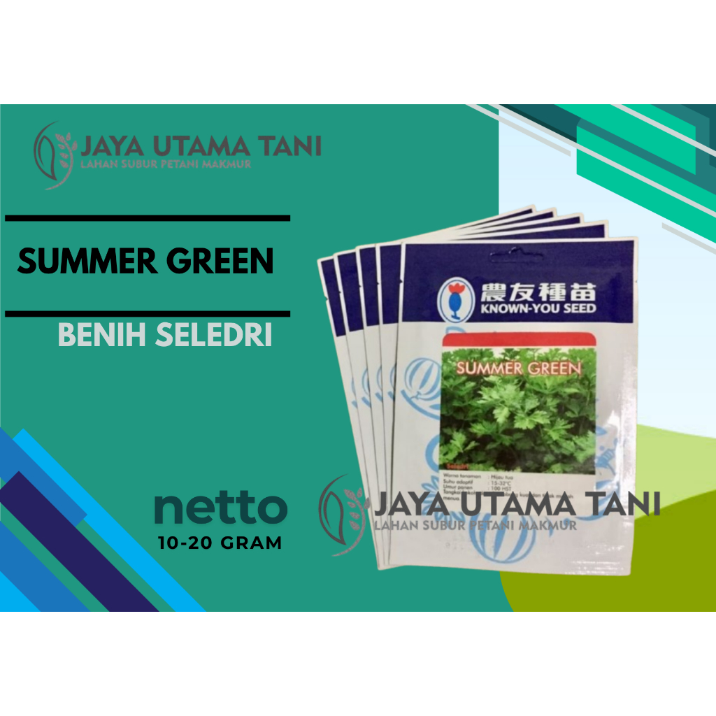 BENIH SELEDRI SUMMER GREEN - BENIH SELEDRI -10GR 20GR - KNOWN-YOU SEED