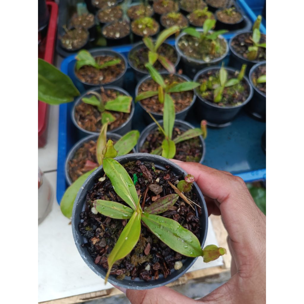 N. Gracilis Varigata | Tanaman Carnivora | Tanaman hias | Tanaman pemakan serangga | Tanaman langka