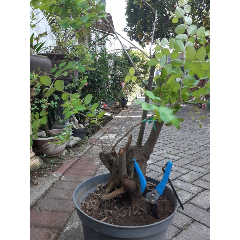 Bonsai bidara arab bonggol besar akar cantik