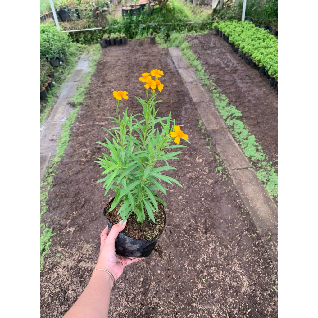 Tanaman Tarragon (Artemisia dracunculus) tanaman herbal aromatik untuk masakan