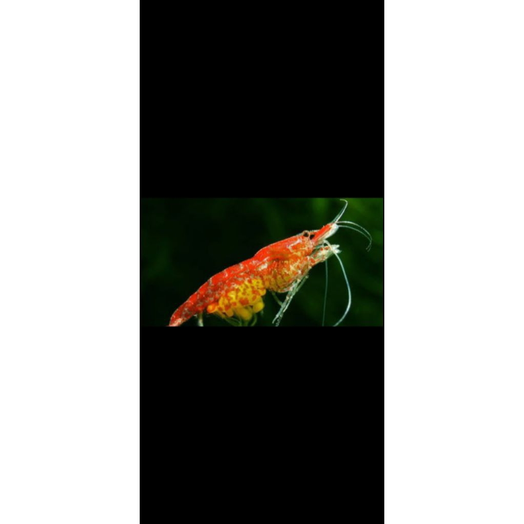 Read Cheri Indukan gendong telor bibir udang hias RCS