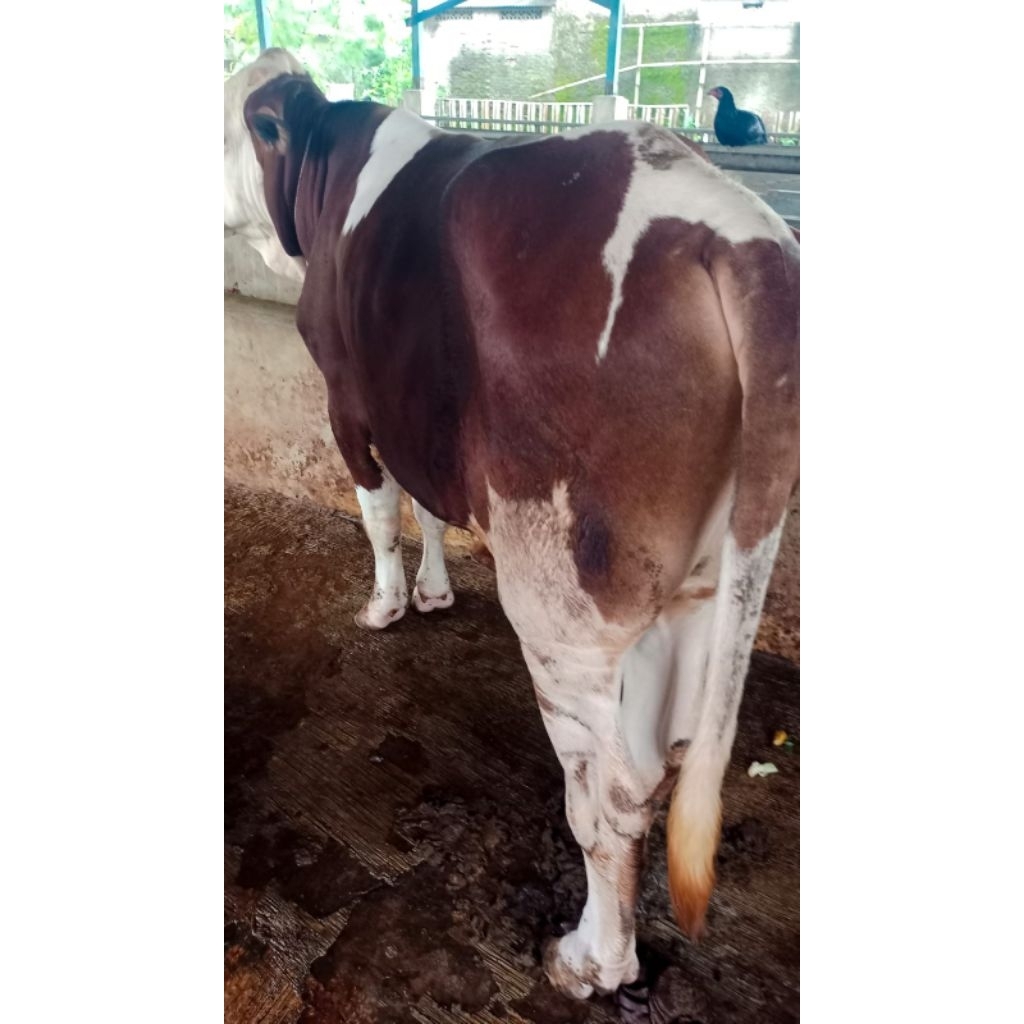 hewan qurban sapi 2026