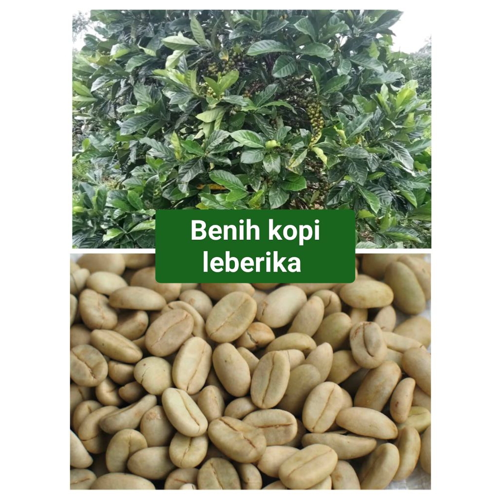 bibit kopi liberika 100 biji