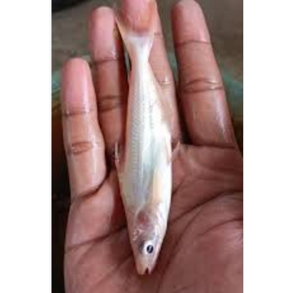 Patin Albino ukuran 2-3 cm isi 30 ekor bonus pakan
