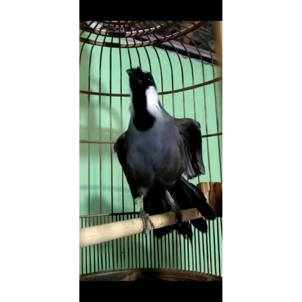 Poksay hongkong gacor dor mantap