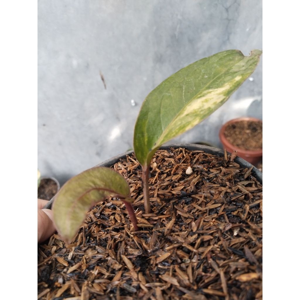 Anthurium jemani Twister varigata original ( koleksian ) split bonggol