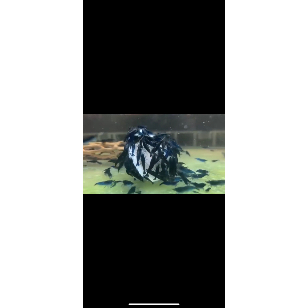 UDANG HIAS BLUE DIAMOND