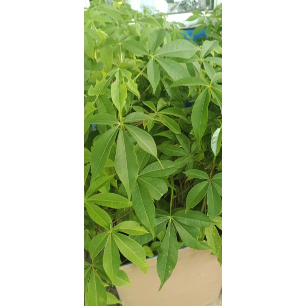 BIBIT RANDU UNTUK TAJAR CABE JAWA / CABE JAMU