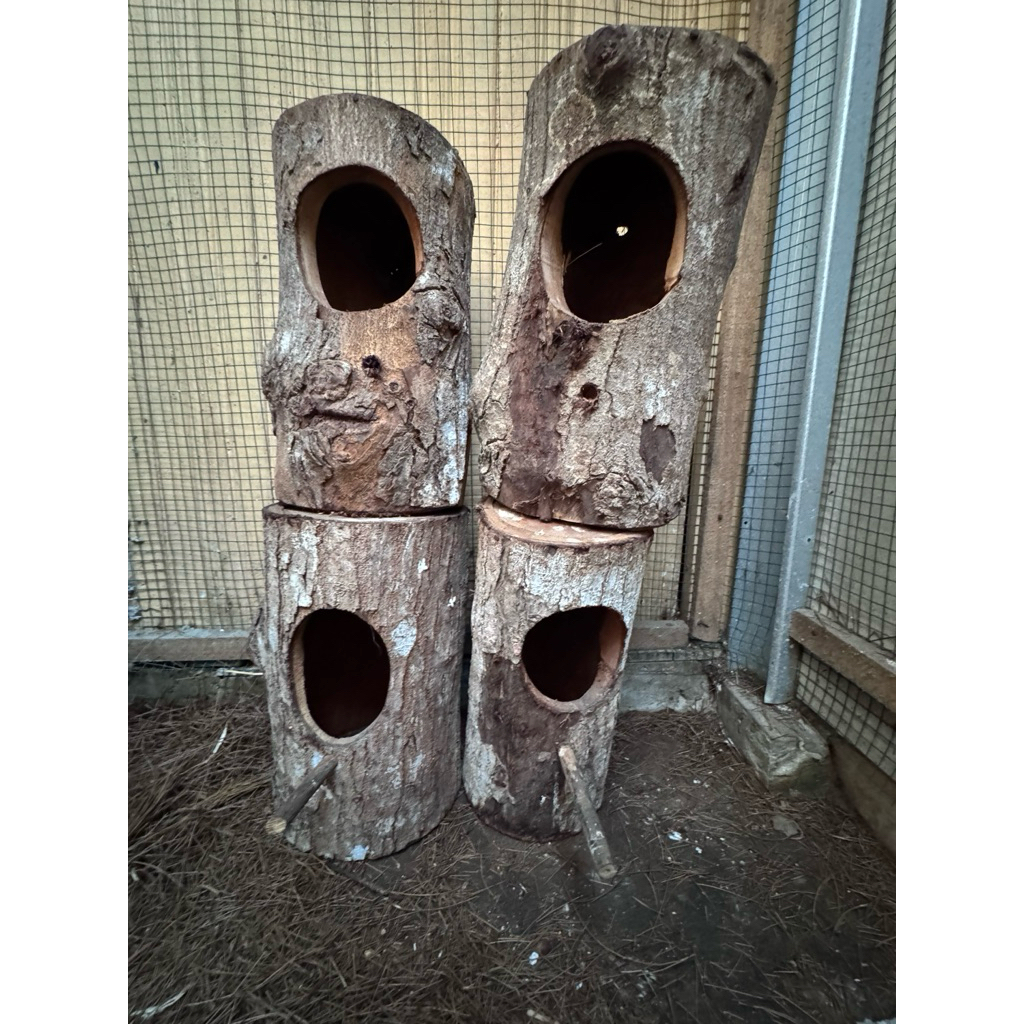 glodok sarang burung Muraibatu/Kacer/Jalaksuren dll