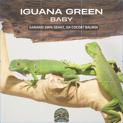 PELET MAKANAN IGUANA GREEN GRADE A TERNAKAN SENDIRI SEHAT RAKUS NO MINUS BERGARANSI