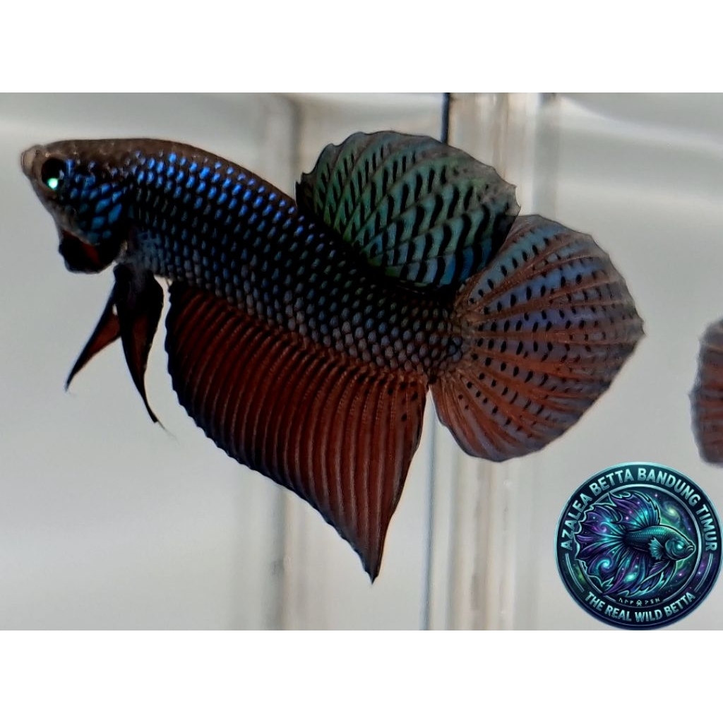 Wild Betta Smaragdina Guitar Rainbow Size M (REAL PICT)