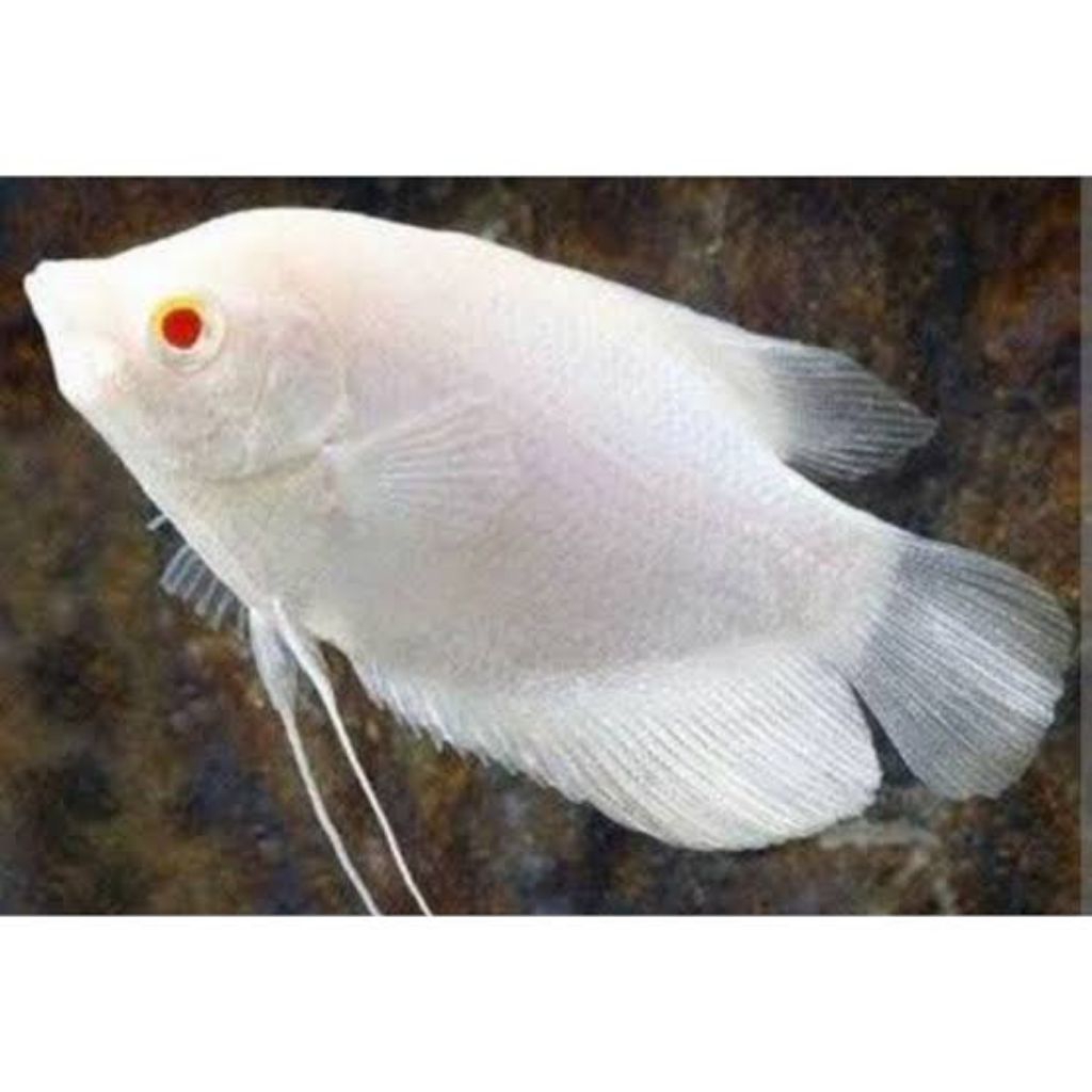 gurami albino mata merah/gurami thailan ukur 2 jari