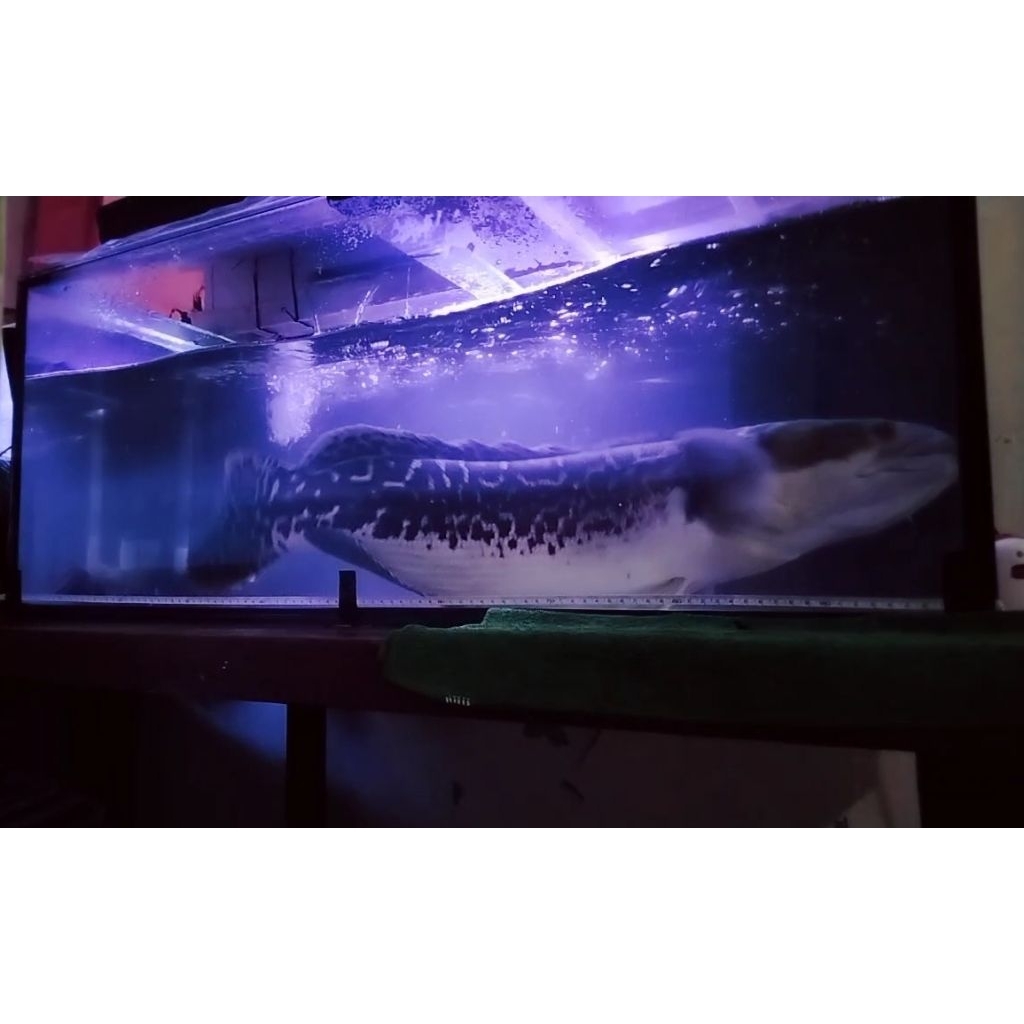 Ikan Gabus Toman Babon / Channa Micropeltes Jumbo