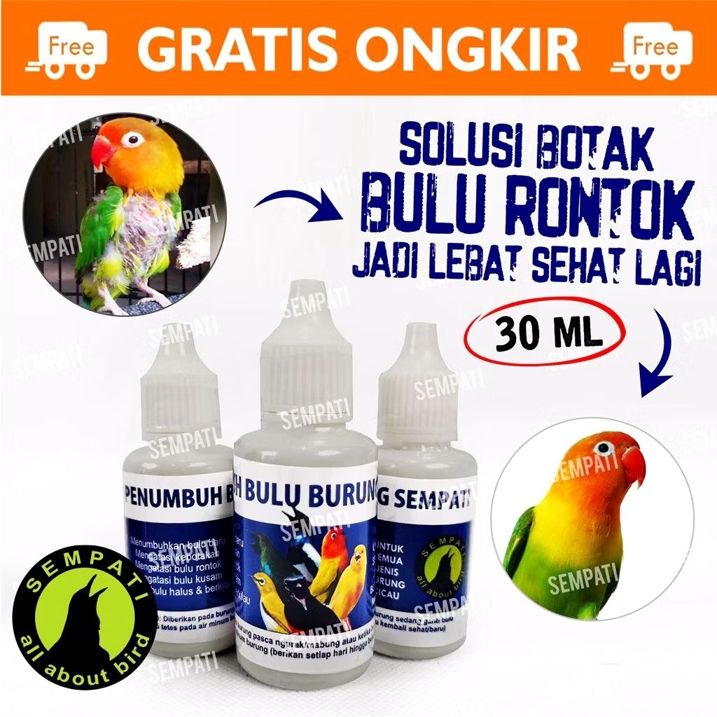 Penumbuh bulu burung botak rontok pasca mabung