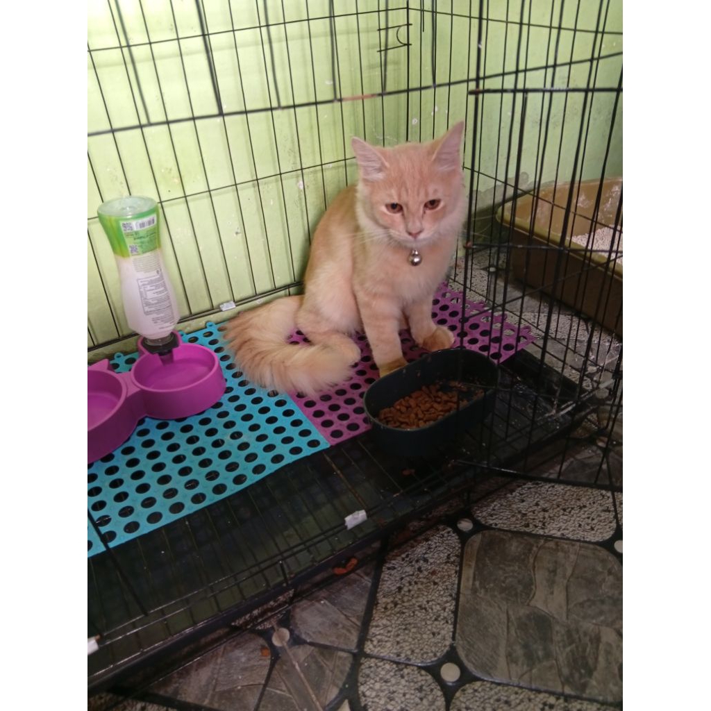 adopsi kucing