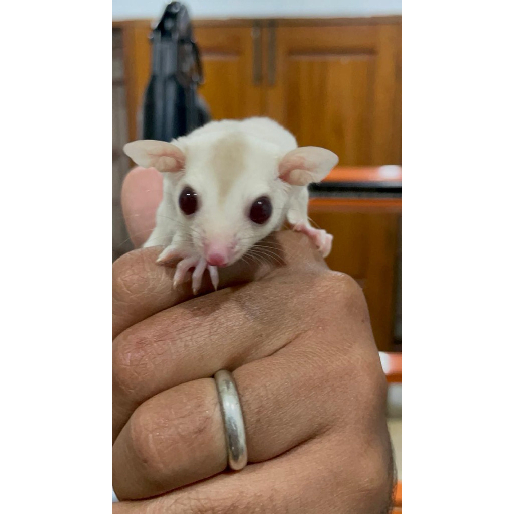 Joey Sugarglider Creamino Sugar Glider Hewan Peliharaan Baby SG WF