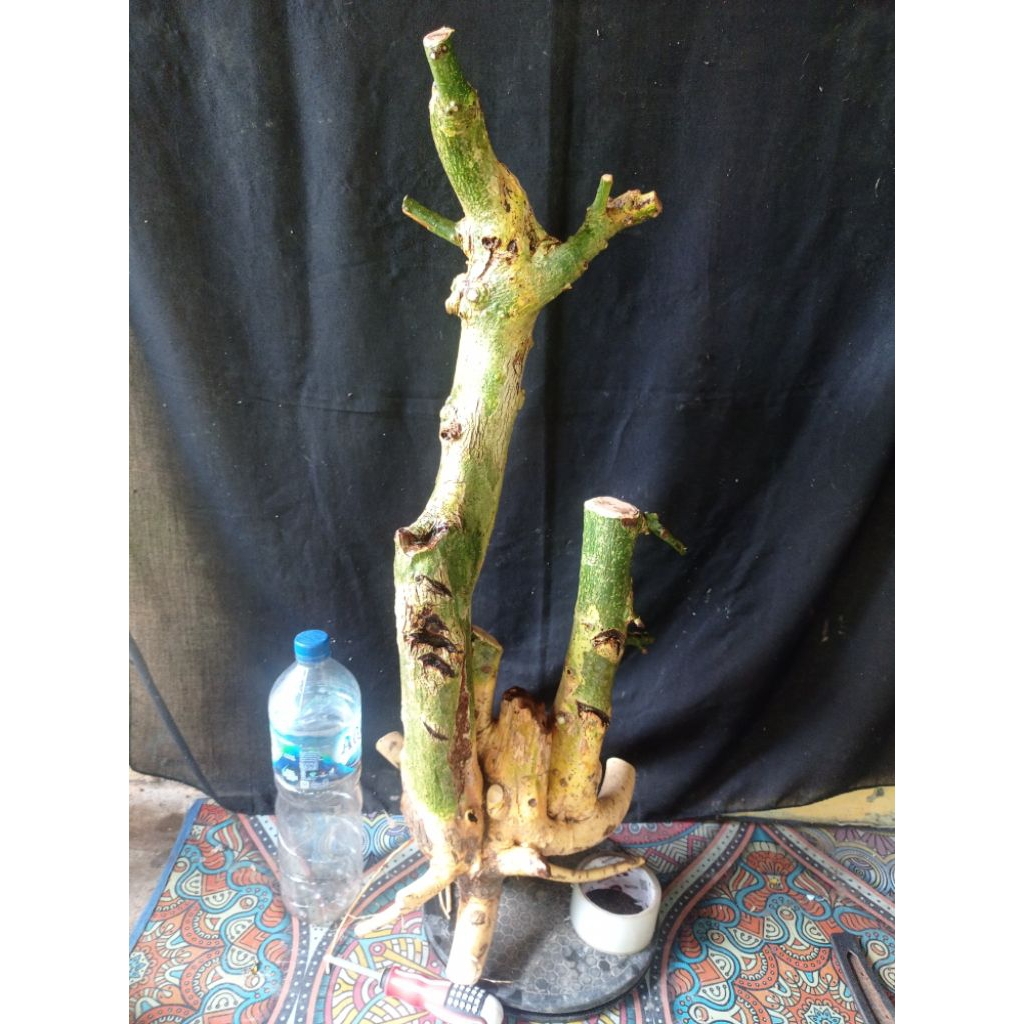 Bahan bonsai serut istimewa besar