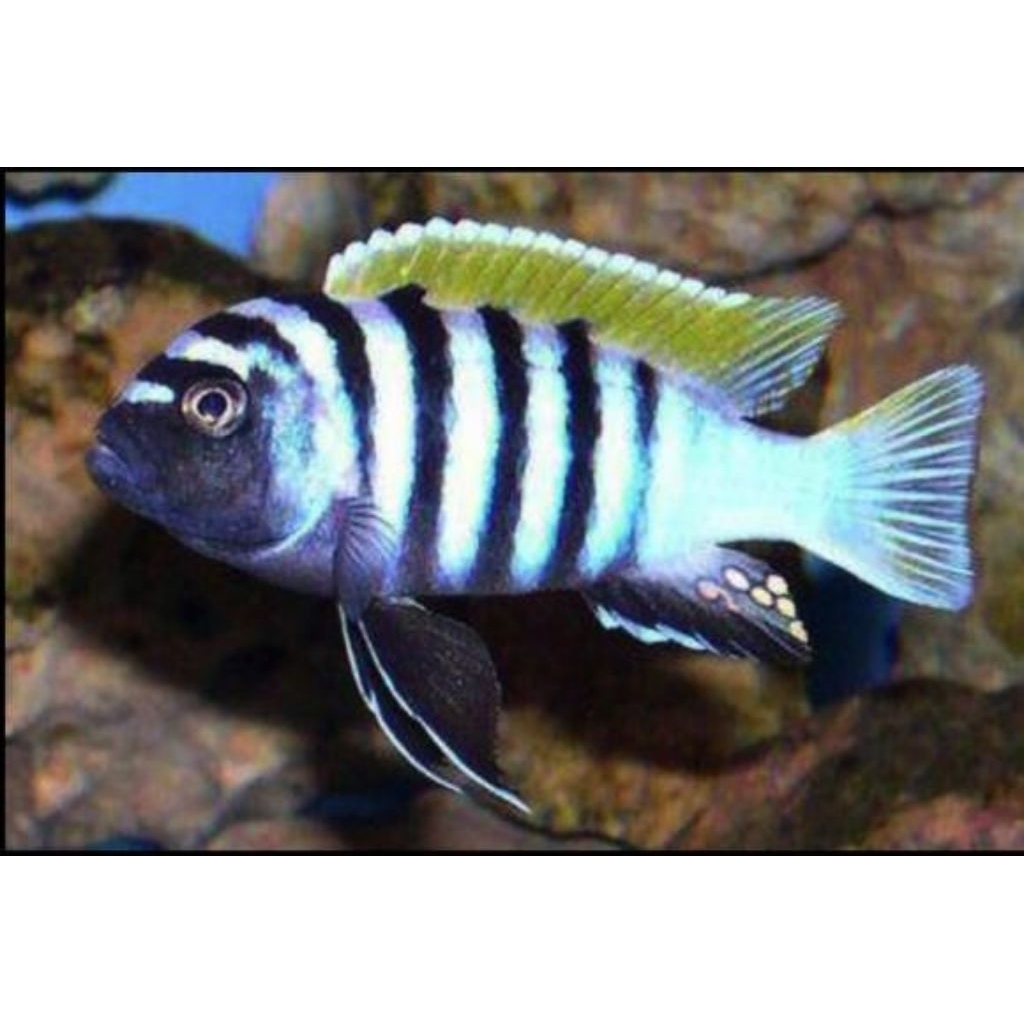 JALO REEF CICHLID | MBUNA CICHLID | CICHLID AFRIKA
