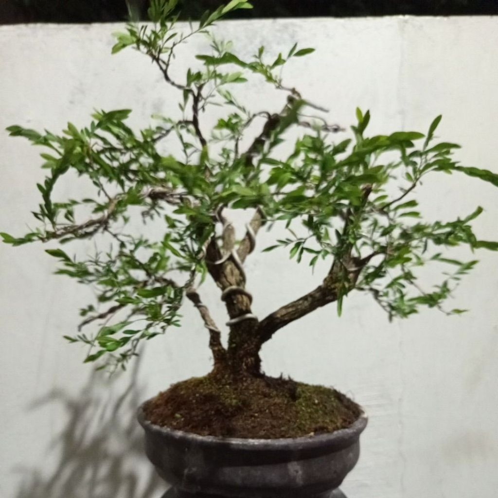 Bonsai Cendrawasih Asli Pohon Hias Outdoor Tanaman Hias Hidup Unik - Bahan Bonsai Juara Kontes Mame 