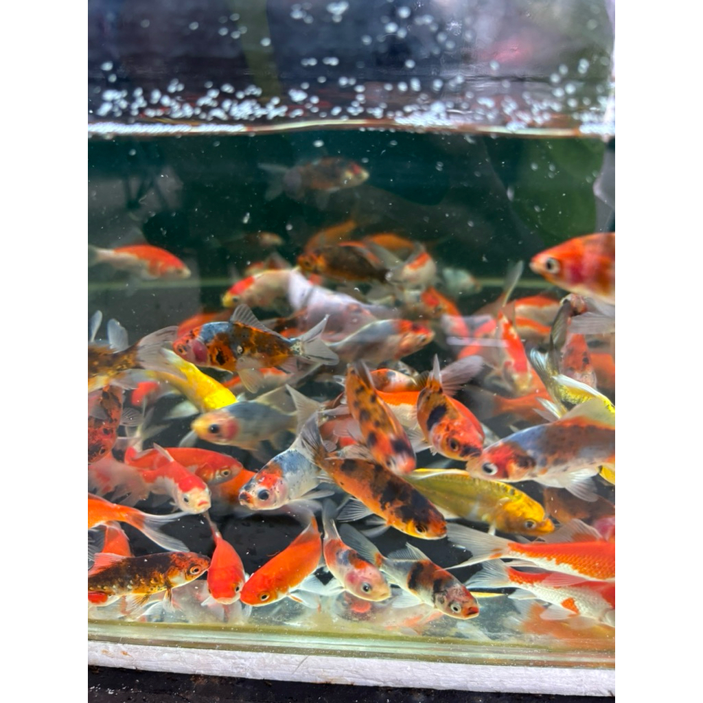 KOMET REDWHITE & PANCAWARNA SIZE 7-8CM BERGARANSI
