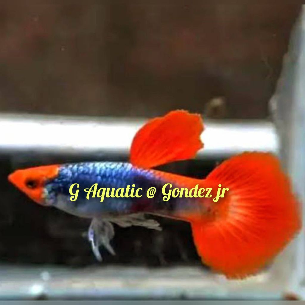 ikan guppy koi tuxedo