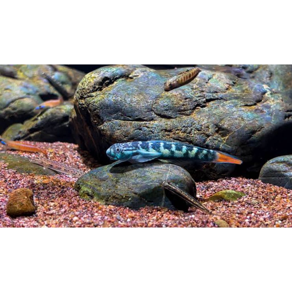 Sicyopterus Lagochepalus/Blue Rock Mountain Goby