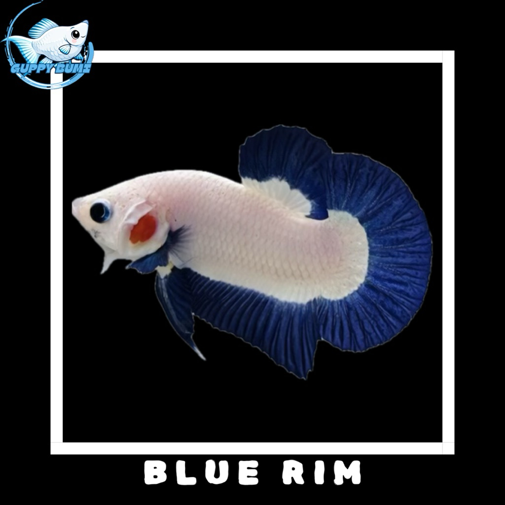 hiasan akuarium cupang plakat blue rim