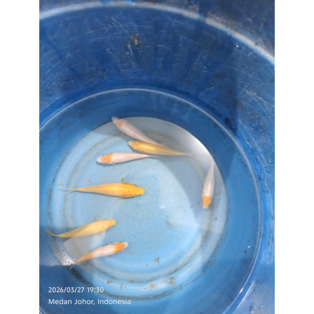 IKAN KOI BABY SIZE 8-9CM INDUKNYA IMPORT DARI JEPANG