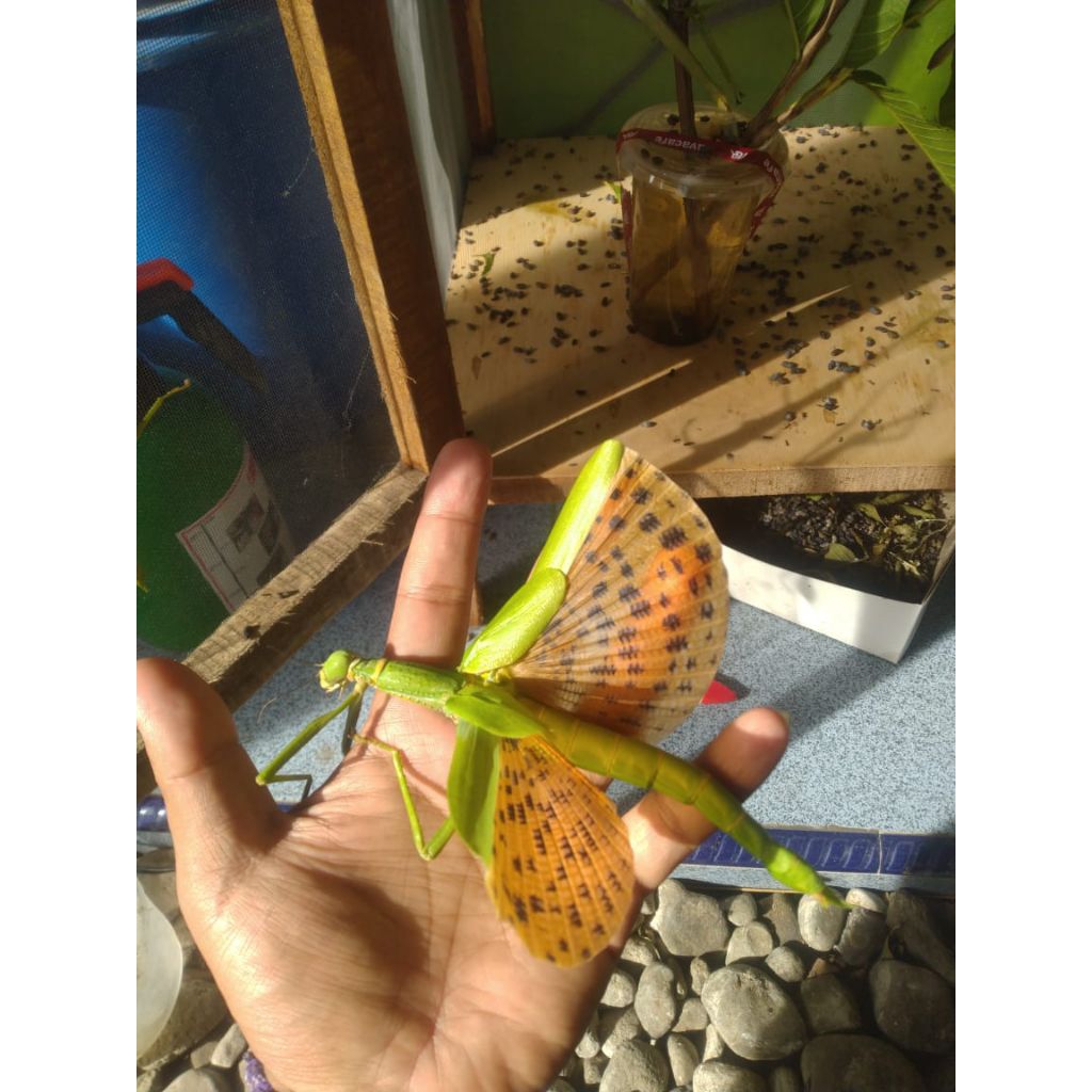 Belalang ranting / tongkat / stick Paracyphocrania Major an4kan