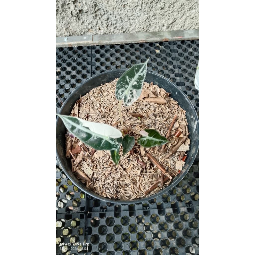 ALOCASIA BAMBINO VARIGATA PINK ALBO