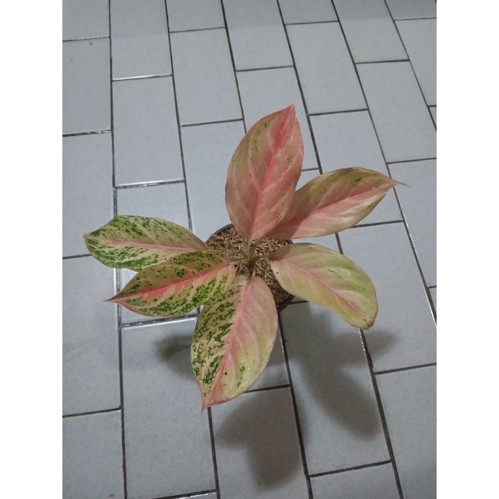 aglaonema bidadari remaja