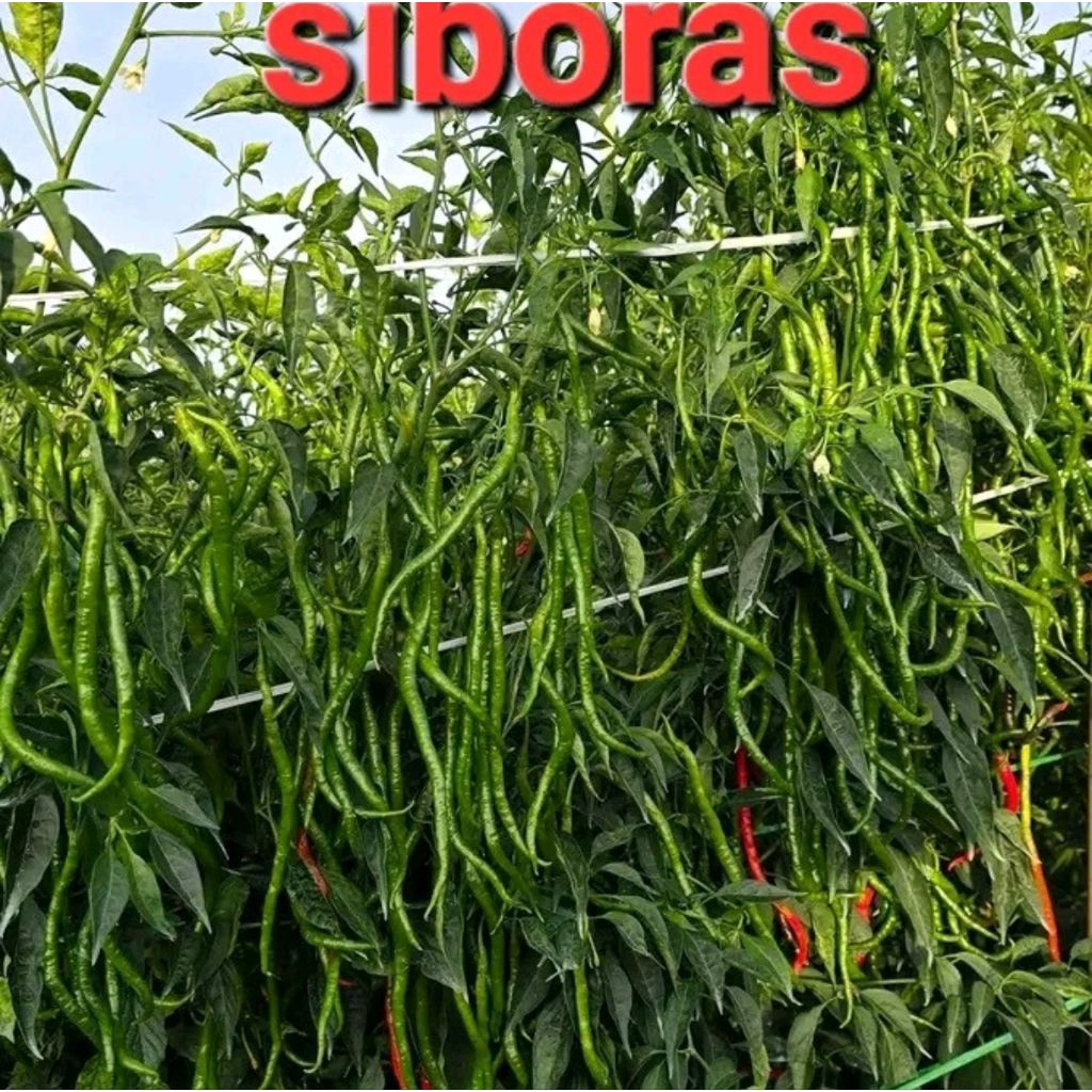 cmk lokal siboras 20 gram
