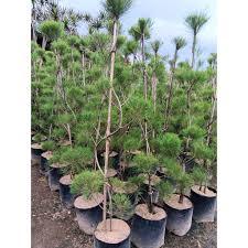 Tanaman Cemara Udang bonsai (tinggi 1m) - Daun Rimbun, Taha panas