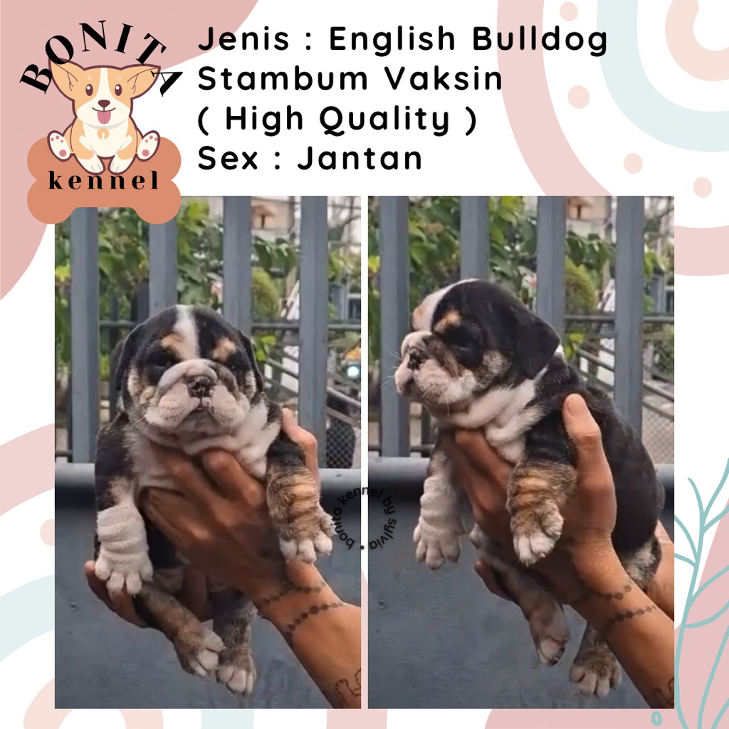 English Bulldog Stambum Anjing English Bulldog Jantan Betina
